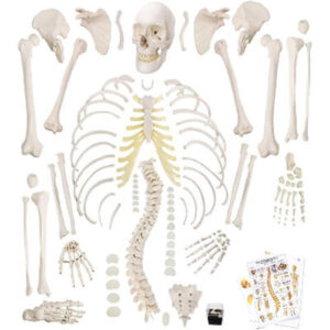 MODELO DE ESQUELETO HUMANO POSABLE DE 33.5” (85 CM) – ARTICULADO Y DESARTICULADO