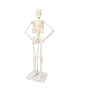 MODELO DE ESQUELETO HUMANO CON EXTREMIDADES MOVIBLES DE 17.7” (45 CM)