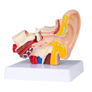MODELO ANATÓMICO DE OREJA HUMANA