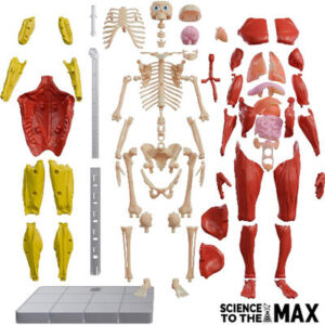 INTERACTIVO DE CUERPO HUMANO