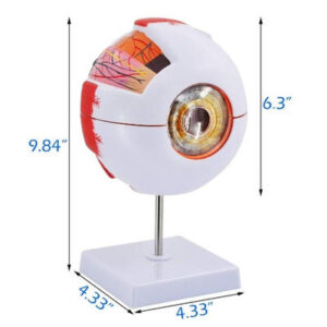 MODELO ANATÓMICO DE OJO HUMANO