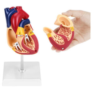 MODELO ANATÓMICO DE CORAZÓN