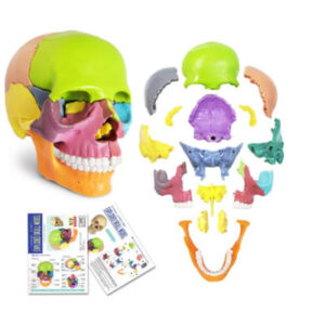 MINIMODELO ANATÓMICO DE CRÁNEO HUMANO